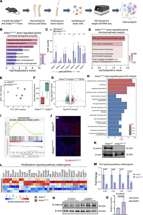 
Aebp1 deletion leads to reduction in Wnt/β-catenin signaling activity i...