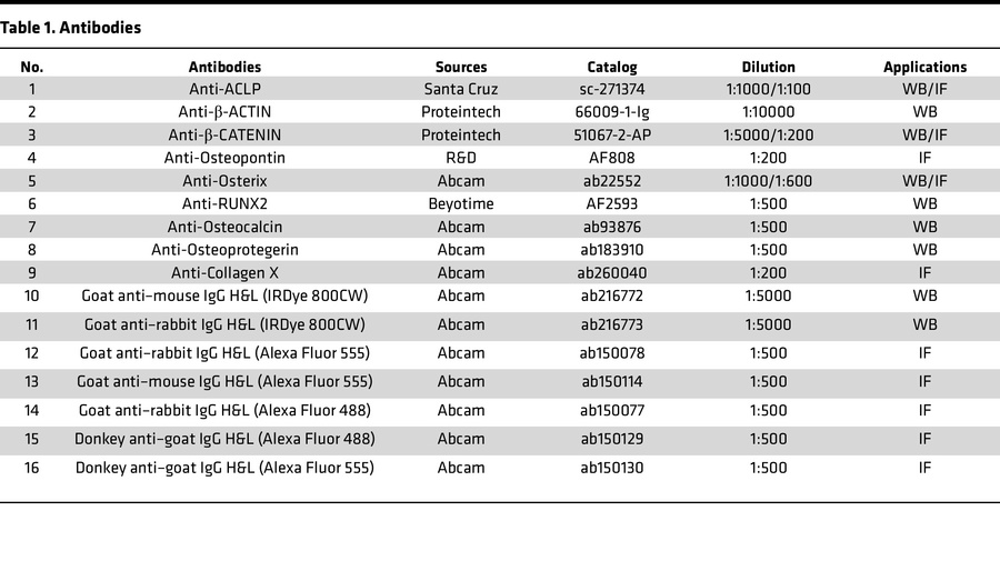 Antibodies