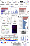 Aebp1 deletion leads to reduction in Wnt/β-catenin signaling activity in th