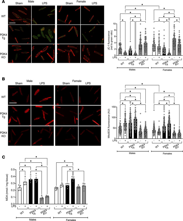 PDK4 impact on mitochondrial health and ROS production in the heart.
WT,...