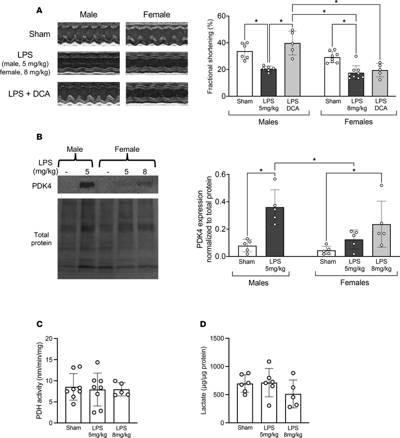 Effects of DCA on cardiac performance in endotoxemia.
WT mice were given...