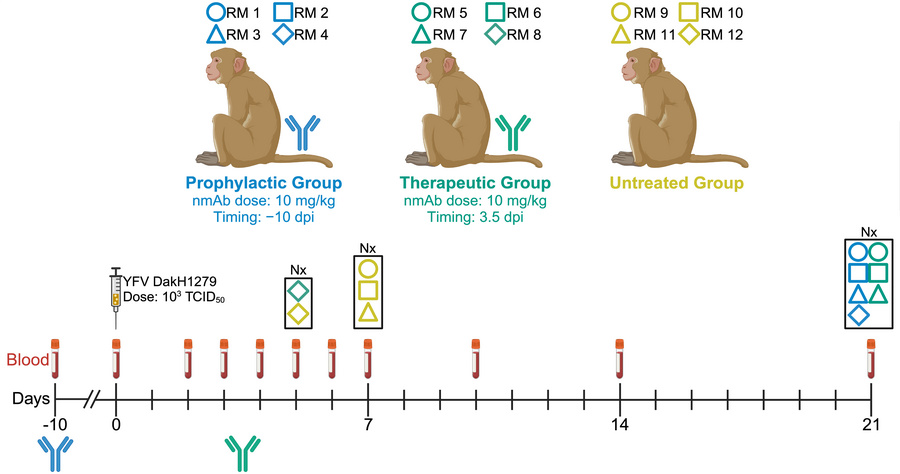 Study design for the testing of MBL-YFV-01 in YFV-DakH1279-infected RMs.