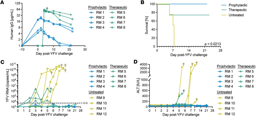 Prophylactic and therapeutic administration of MBL-YFV-01 protects RMs f...