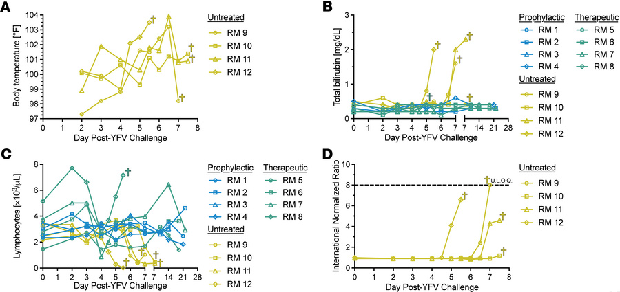 Pathophysiology of YFV-DakH1279 infection in RMs.
(A) Body temperatures....