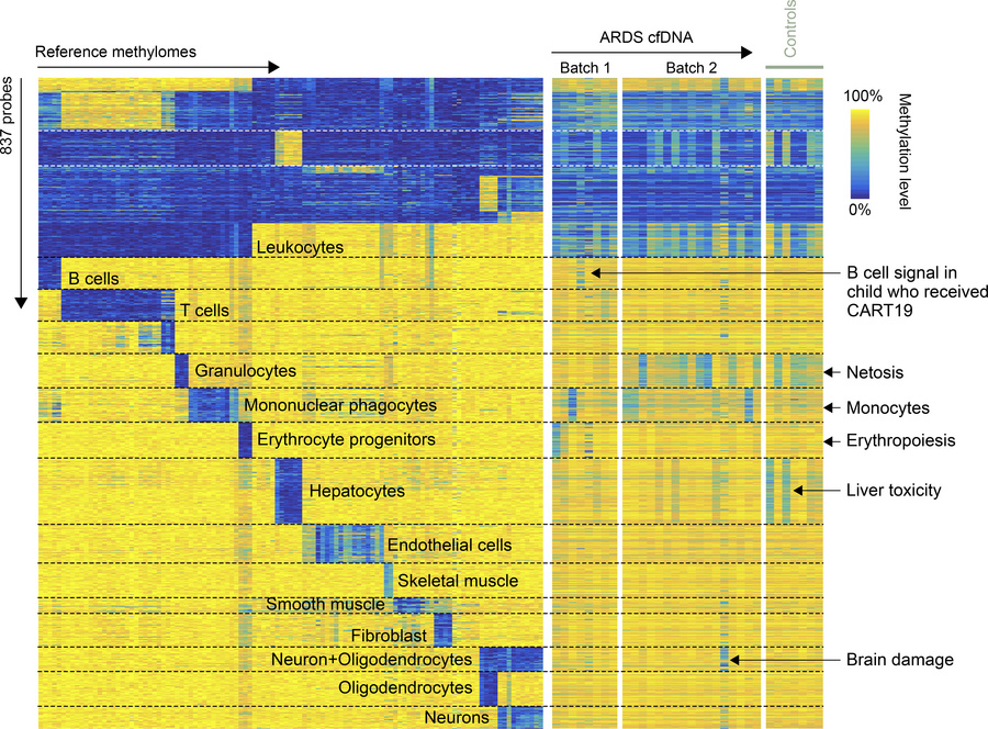 Comparing methylation (837 CpG probes) of isolated reference cells, ARDS...