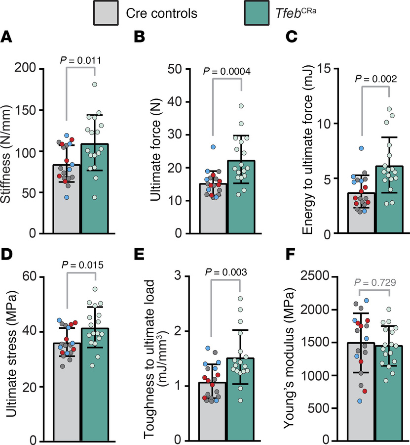 
Tfeb elevation in the osteoblast lineage increases femoral strength.
Fe...