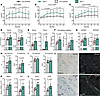 Tfeb elevation in the osteoblast lineage remains anabolic at 12 months of a