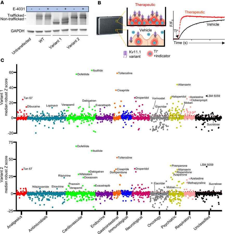 Tl+-flux screen of clinically used drugs identifies therapeutics that in...