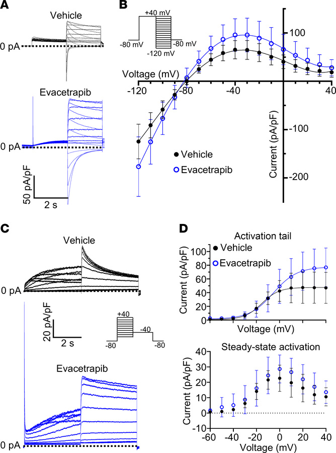 Evacetrapib increases Kv11.1 currents and modulates Kv11.1 channel activ...