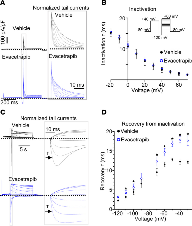Evacetrapib has no effect on inactivation and minimally alters recovery ...