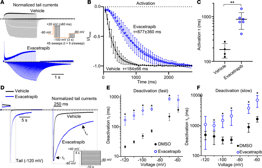 Evacetrapib slows activation and deactivation kinetics of WT.
(A–C) Kv11...