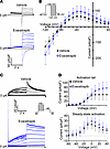 Evacetrapib increases Kv11.1 currents and modulates Kv11.1 channel activati