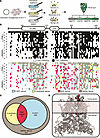 Evacetrapib rescues trafficking-deficient Kv11.1 channel missense variants.