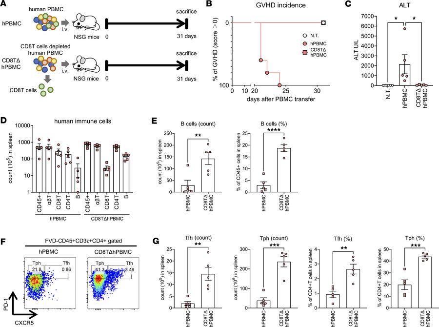CD8+ T cell depletion enhances Tph, Tfh, and B cell proliferation in hPB...