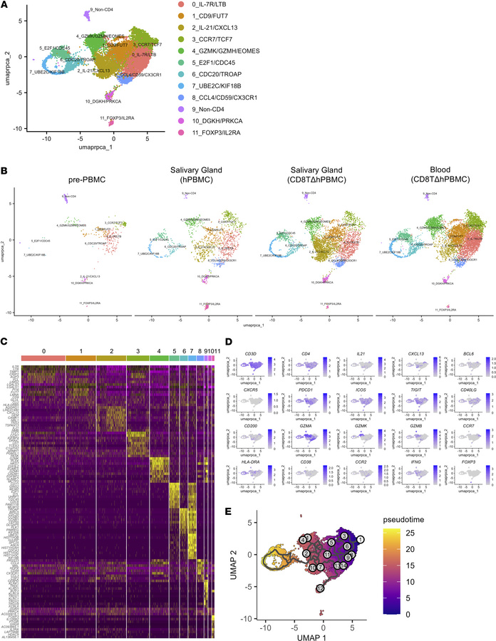 CXCL13+IL-21+ Tph cell infiltration in salivary glands of CD8TΔPBMC mice...