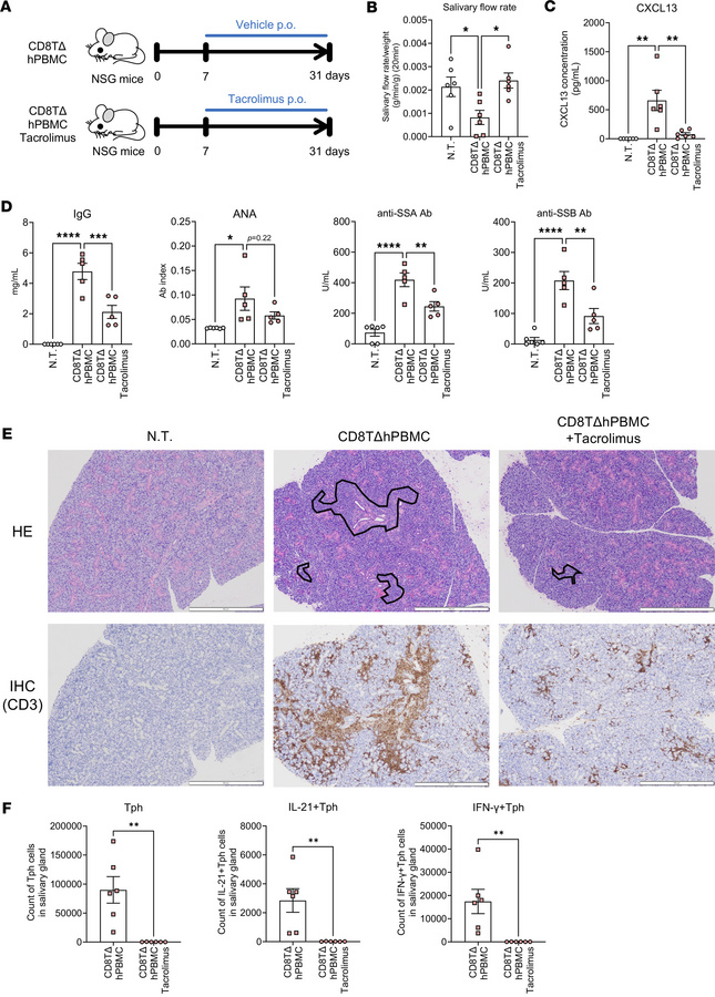 CD8TΔPBMC mice show SjS-like symptoms in Tph cell–dependent manner.
NSG ...