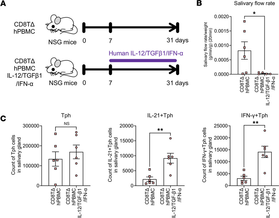 The salivary gland symptoms of CD8TΔhPBMC mice are exacerbated by the Tp...