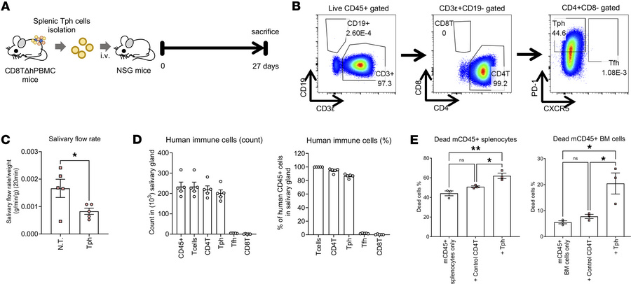 The transfer of Tph cells from CD8TΔhPBMC mice induces salivary gland sy...
