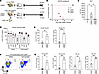 CD8+ T cell depletion enhances Tph, Tfh, and B cell proliferation in hPBMC