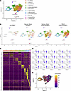 CXCL13+IL-21+ Tph cell infiltration in salivary glands of CD8TΔPBMC mice.