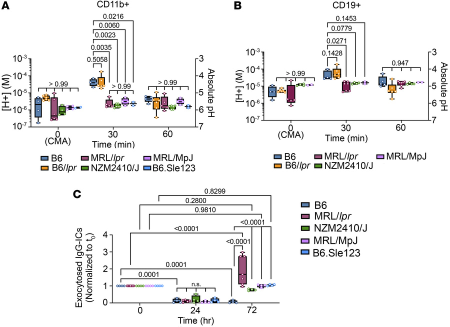 Multiple murine lupus models show diminished [H+] and exocytosis of IgG-...