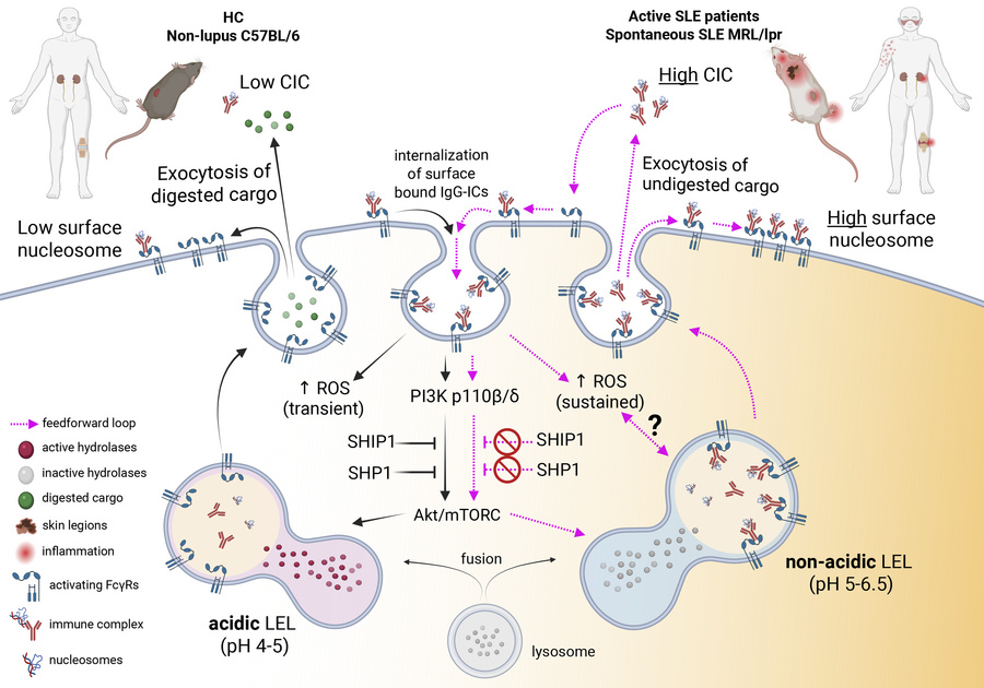 graphical abstract