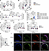 LEL defects are induced by chronic PI3K activation and SHIP-1 defects and e