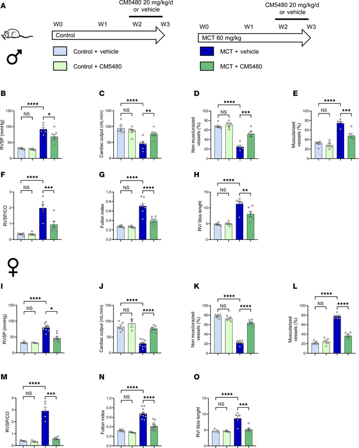 CM5480 monotherapy reduces the severity of PAH induced by MCT exposure i...
