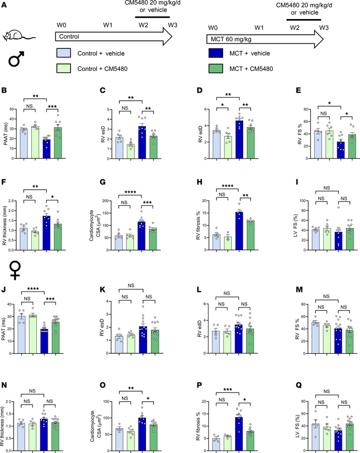 CM5480 monotherapy reduces RV remodeling and dysfunction of MCT-PAH in m...
