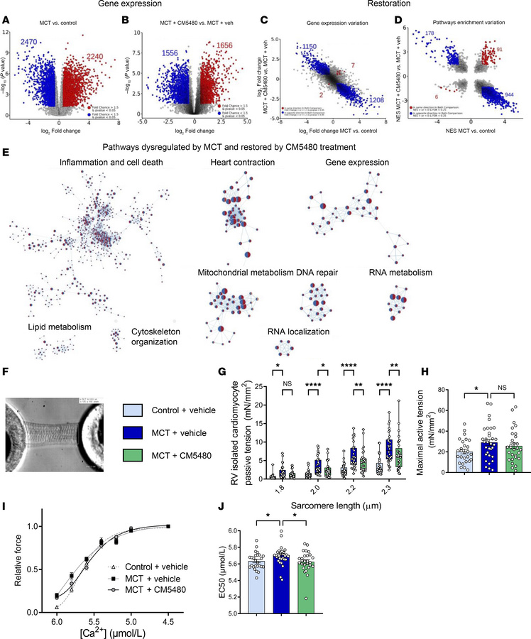 CM5480 monotherapy has a positive effect on RV remodeling in male MCT ra...