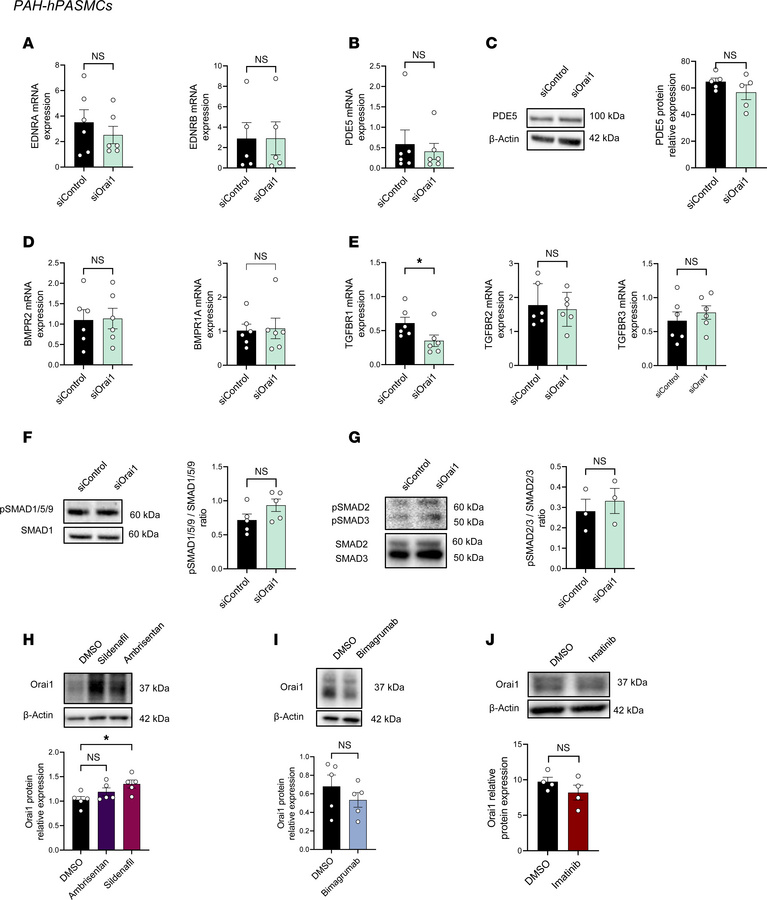 Orai1 pathway is independent of PAH-targeted pathways in PAH-hPASMCs.
(A...