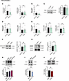 Orai1 pathway is independent of PAH-targeted pathways in PAH-hPASMCs.