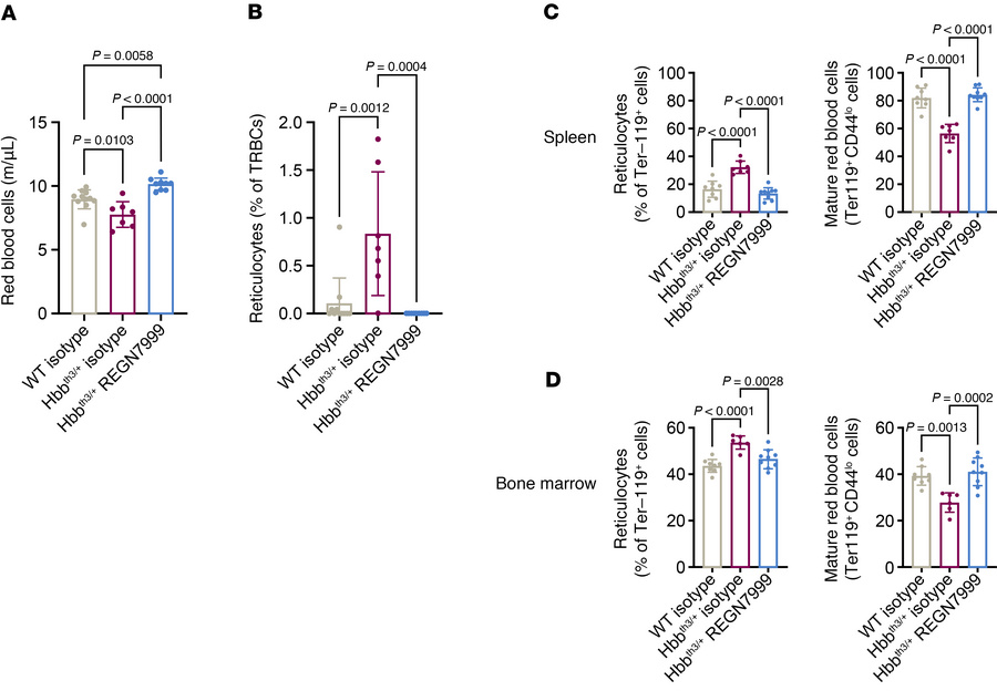 REGN7999 treatment improves erythropoiesis in Hbbth3/+ mice.
(A and B) C...