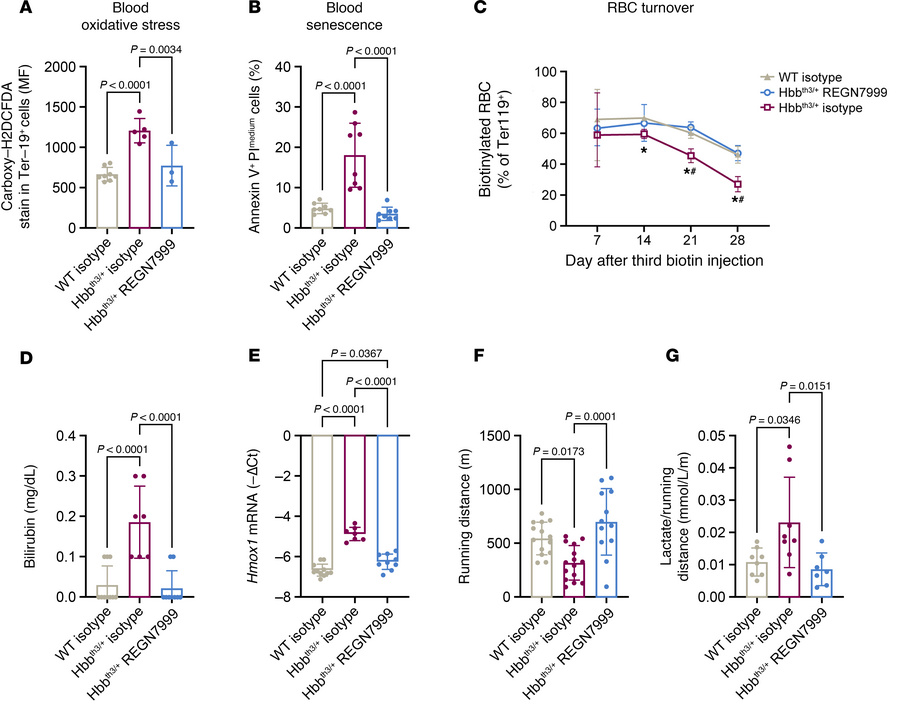 REGN7999 treatment results in healthier RBCs.
In all studies, we compare...