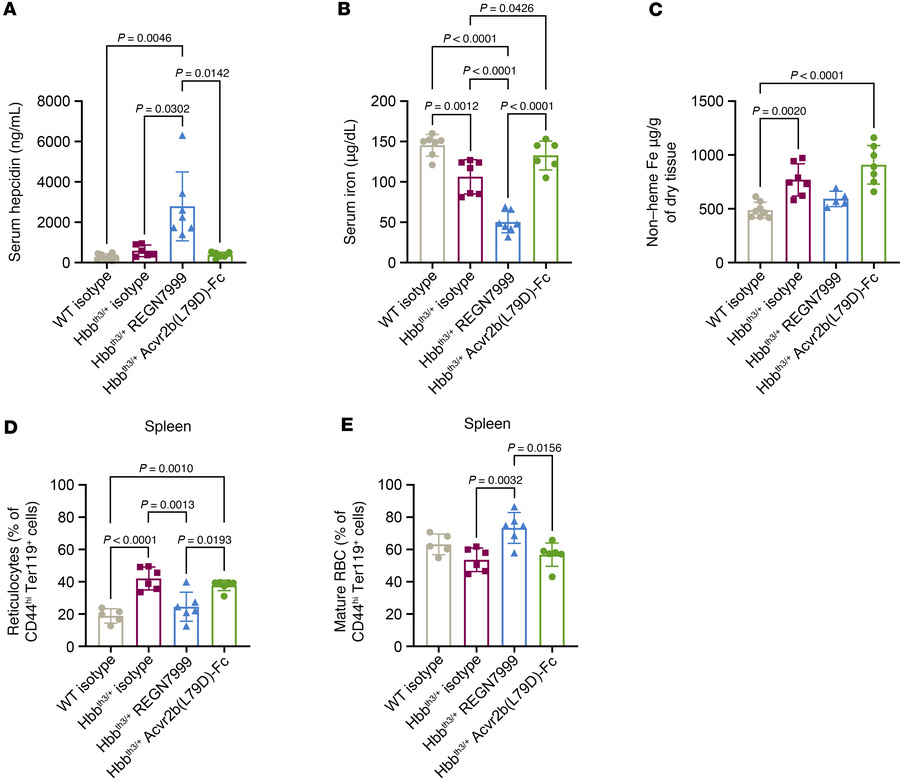 Compared with Acvr2b(L79D)-Fc, REGN7999 treatment reduces liver iron and...