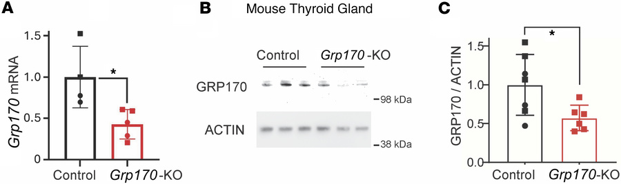 Genetic deletion of GRP170 in mouse thyroid follicular epithelial cells....