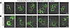 Trafficking of GFP-tagged TSH receptors by live cell imaging in PCCL3 cells