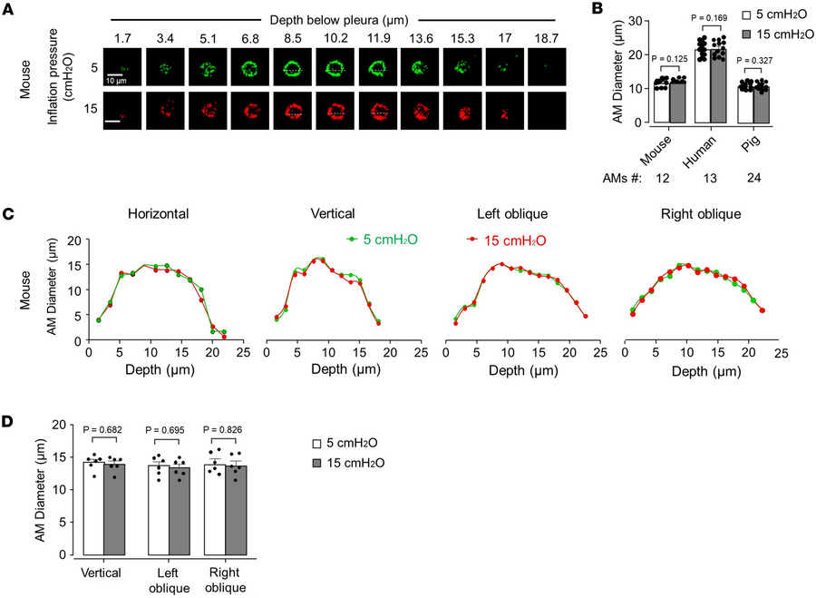 Alveolar expansion does not change AM shape during mouse, human, and pig...