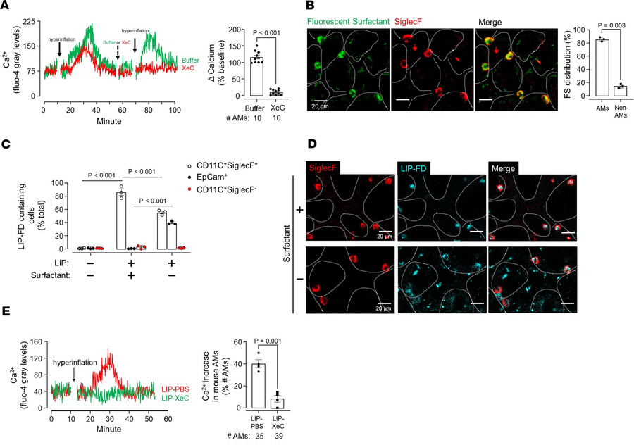 Targeted delivery of xestospongin C to AMs inhibits calcium mobilization...
