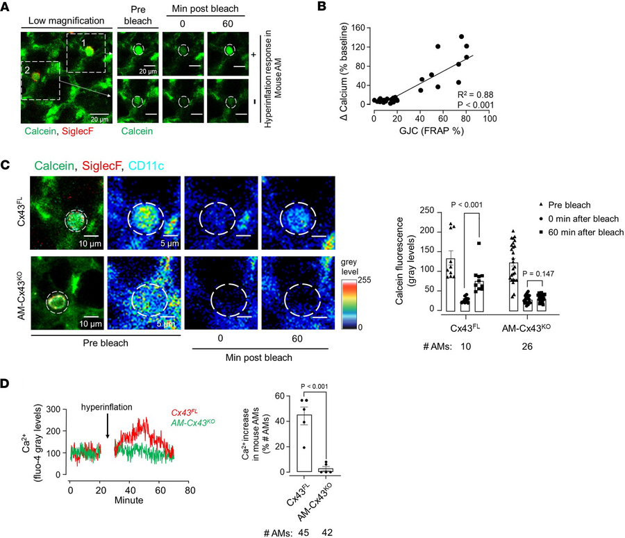 Role for connexin-43 in AM calcium mobilization.
(A) Confocal image (lef...
