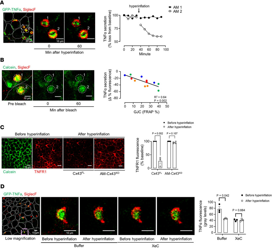 Hyperinflation induces TNF-α secretion in sessile AMs.
(A) Confocal imag...