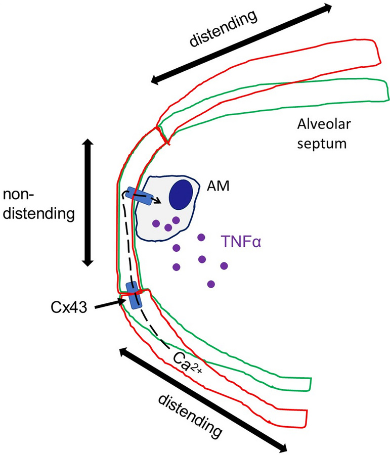 Diagrammatic depiction of alveolar wall responses underlying hyperinflat...