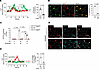 Targeted delivery of xestospongin C to AMs inhibits calcium mobilization.