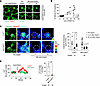 Role for connexin-43 in AM calcium mobilization.