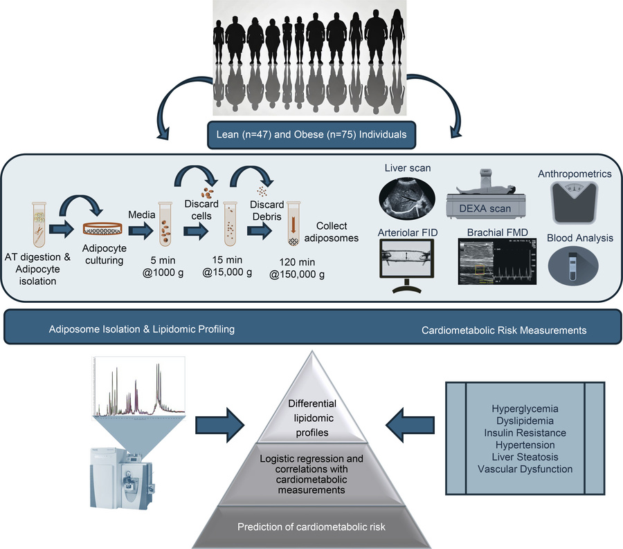 A schematic illustration of the study design comparing individuals from ...