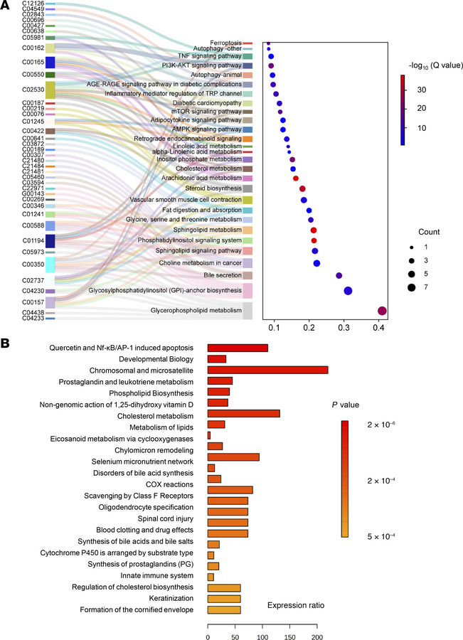 Pathway enrichment analysis of differential adiposome lipid species.
(A)...