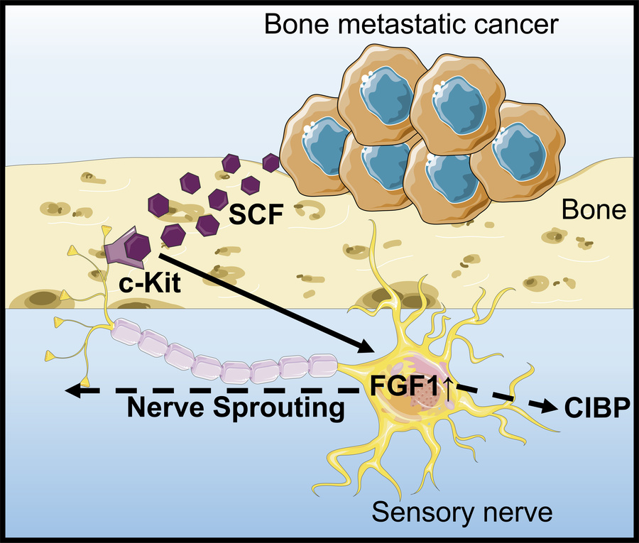 graphical abstract