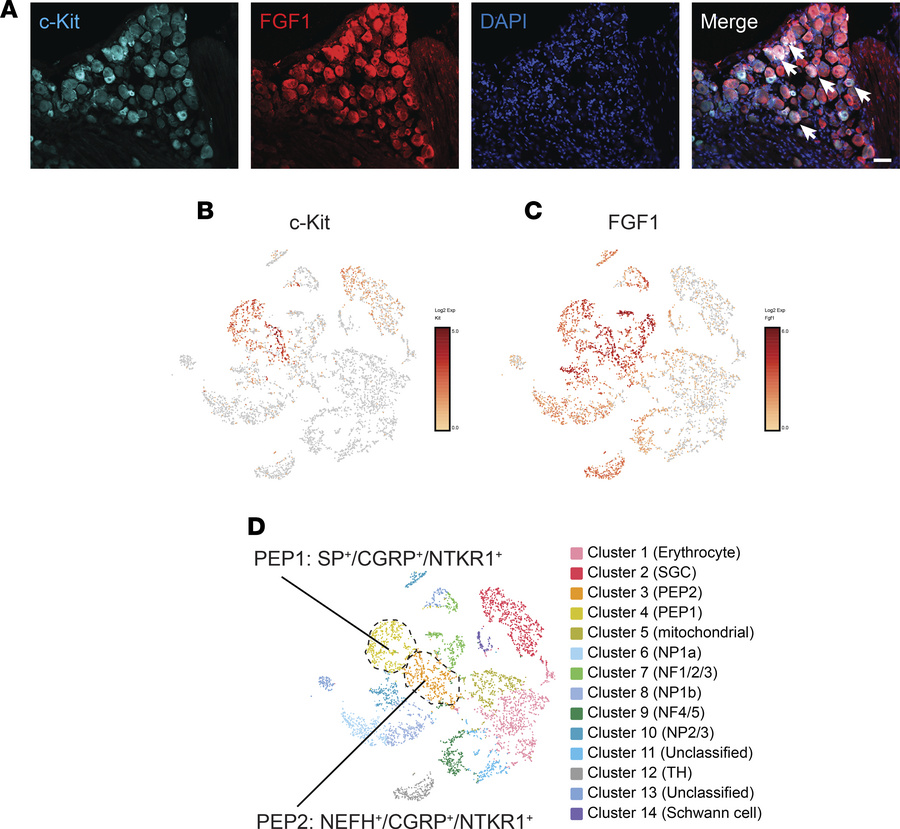 FGF1 is colocalized with c-Kit–expressing DRGs in mouse.
(A) Representat...