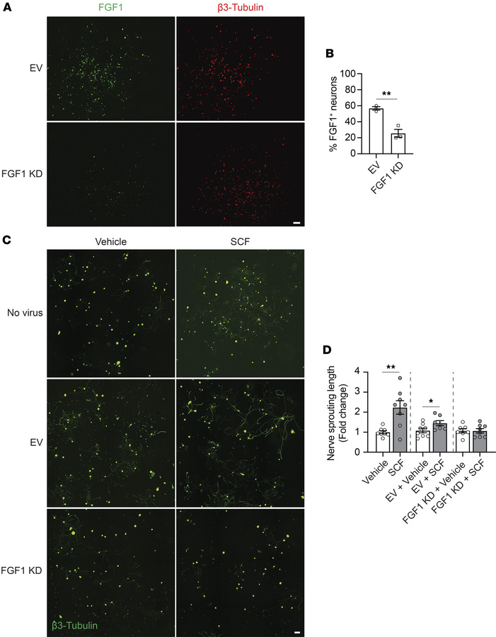 FGF1 is responsible for SCF-mediated nerve sprouting in vitro.
(A) Repre...