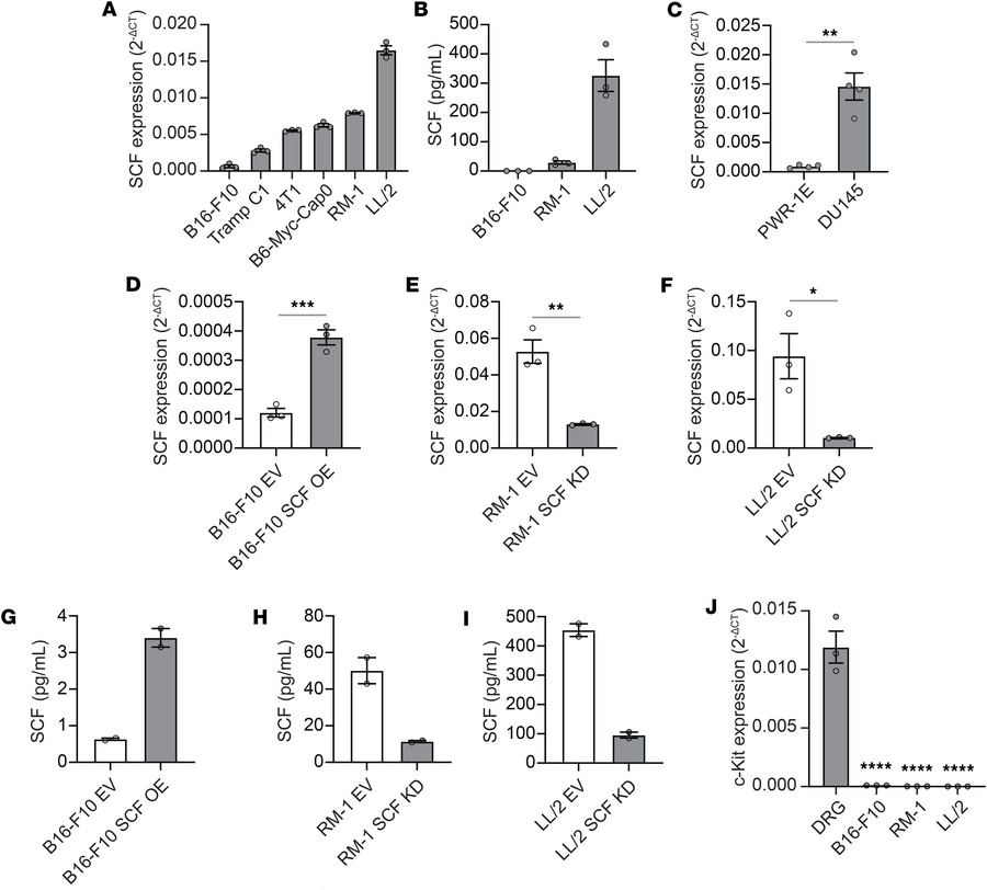 SCF production and c-Kit expression in murine cancer cell lines.
(A) SCF...